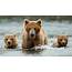 Bears  About Nature PBS