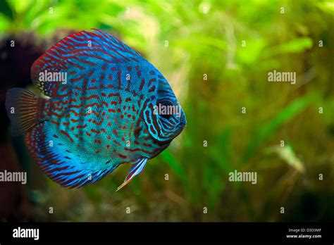 Blue Discus Fish Stock Photos And Blue Discus Fish Stock Images Alamy