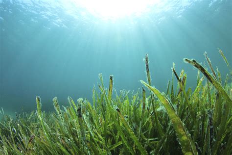 Green Seaweed In Ocean