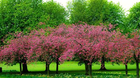 Pink Trees In Spring