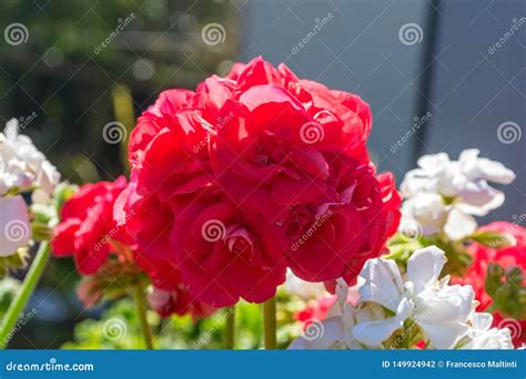 White And Red Geraniums Stock Photo Image Of Stem Blossom 149924942