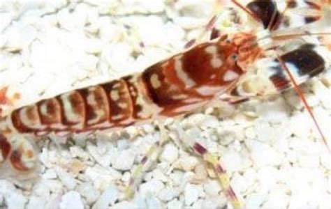 Tiger Pistol Shrimp Saltwater Invertebrate Species Profile Alpheus