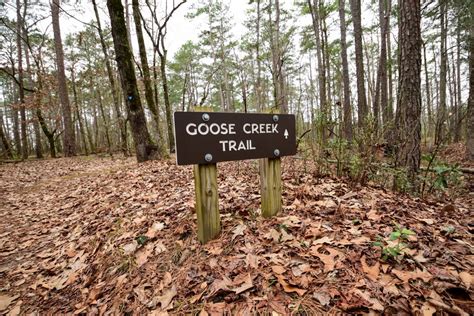 Visiting North Carolinas Goose Creek State Park Journal Abroad