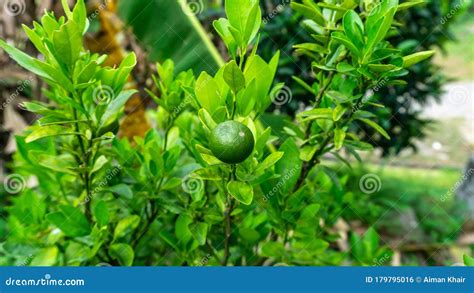 Calamansi Also Known As Calamondin Or Philippine Lime Royalty Free