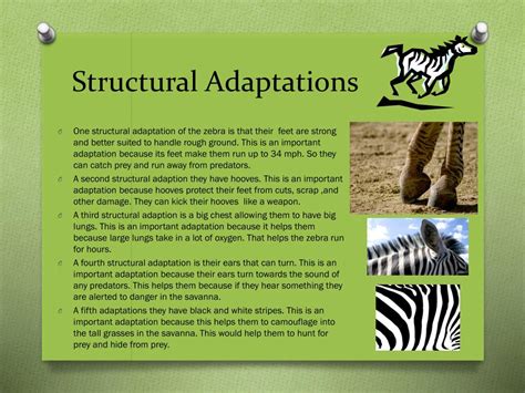 Ppt Zebra Powerpoint Presentation Free Download Id2441166