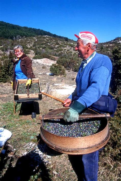 Juniper berries are well known in alpine european countries, not so much in the us. This is how juniper gets from bush to your gin - DRiNK