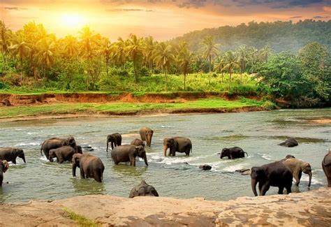 Blog Layout Right Top 10 Wildlife Sanctuaries National Parks In Kerala