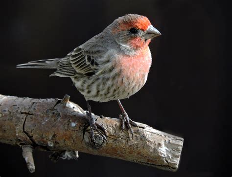 House Finch - BirdWatching