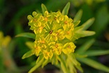 Euphorbiaceae / Spurge family: Euphorbia esula / Leafy spurge: Creeping ...