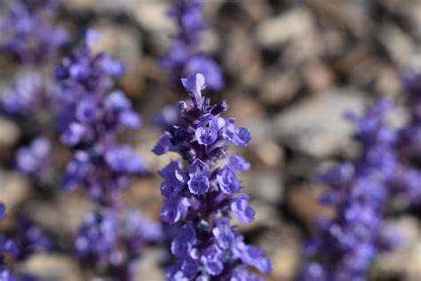Cat's Pajamas Catmint