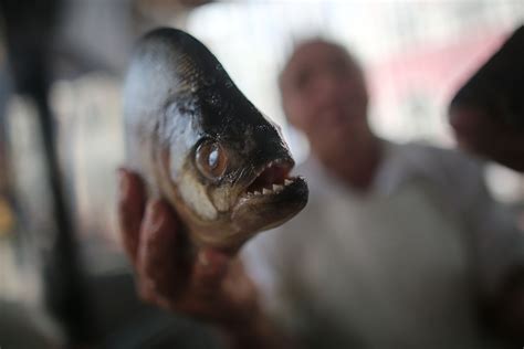 Rare Fish With Human Like Teeth Caught In Oklahoma Lake IBTimes