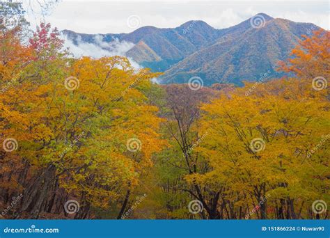 Awesome Mountain Autumn Landscape With Colorful Forest Trees Stock