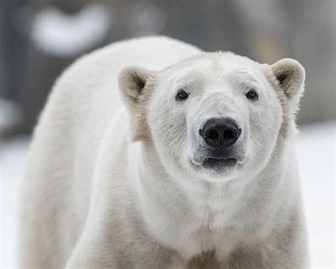 2900 Polar Bear Head Stock Photos Pictures And Royalty Free Images