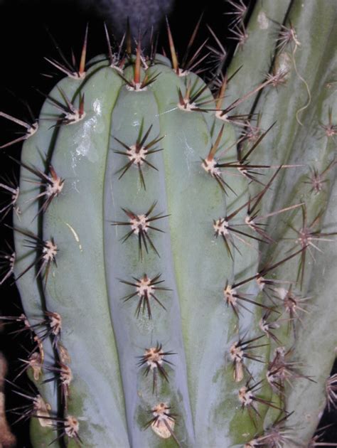 Trichocereus Macrogonus Cactus Seeds Cactus Kingdom Cacti And Succulents