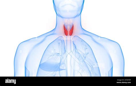 Human Body Glands Lobes Of Thyroid Gland Anatomy Stock Photo Alamy