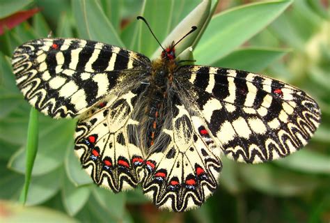 Blok888 Top 10 Most Beautiful Butterflies In The World