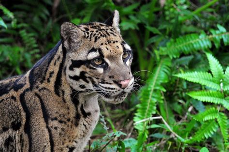 Clouded Leopard Wallpapers Top Free Clouded Leopard Backgrounds