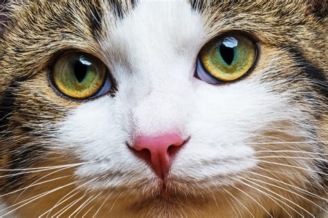 10 Fakta Om Katter