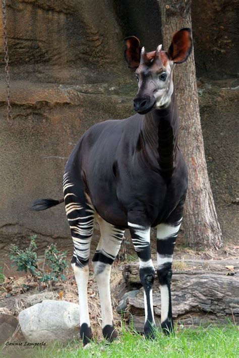 Okapi The Cincinnati Zoo And Botanical Garden Unusual Animals Rare