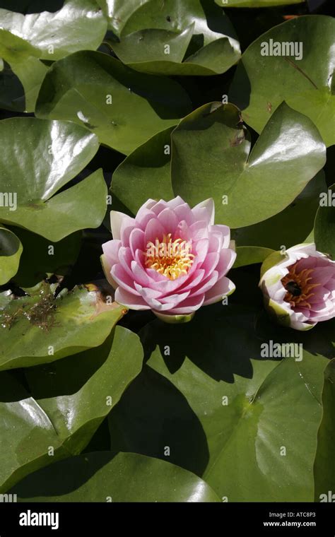 Horticulture Nymphaea A Pink Flowering Water Lily Nymphaeaceae Stock