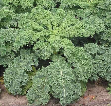 How to cook fresh kale. Kale: Cooking Wiki
