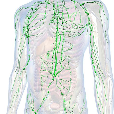 Lymphatic System Internal Anatomy Photograph By Hank Grebe Fine Art