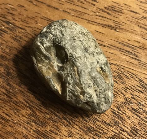 Fossil or strange rocks? - Fossil ID - The Fossil Forum