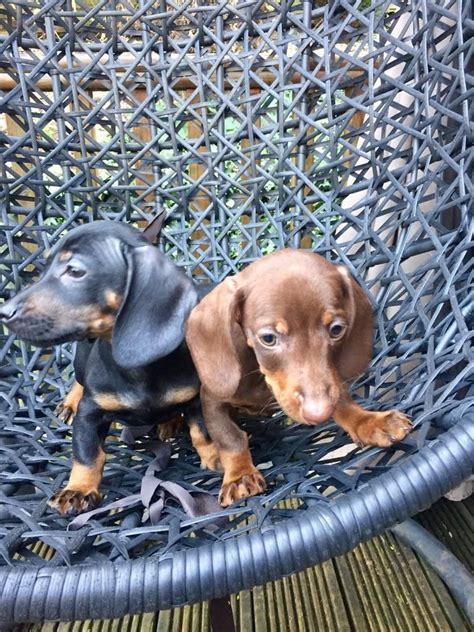 Wonderful opportunity to adopt or foster puppies, kittens, dogs, and cats that would otherwise be euthanized at a city or county shelter. Dachshund Puppies For Sale | Houston, TX #192208 | Petzlover