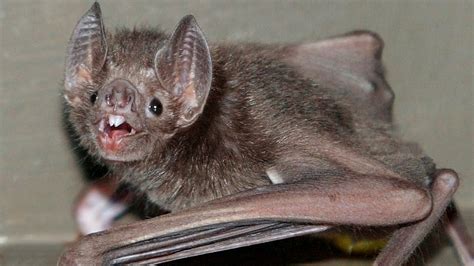 Vampire Bats French Kiss With Blood To Form Lasting Bonds Bbc News