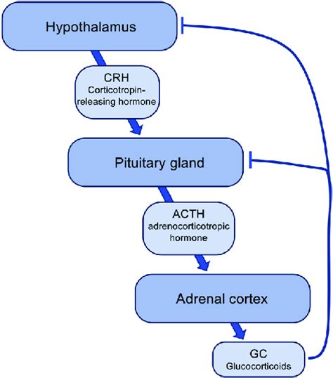 Regulation Of The Hypothalamic Pituitary Adrenal Hpa Axis See Text