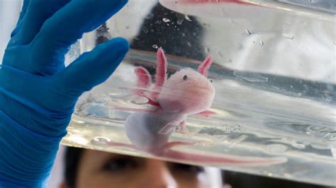 Geneticists Get Closer To A Complete Axolotl Genome