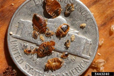 Bed Bugs Dont Arrive In Swarms Colonial Pest Control