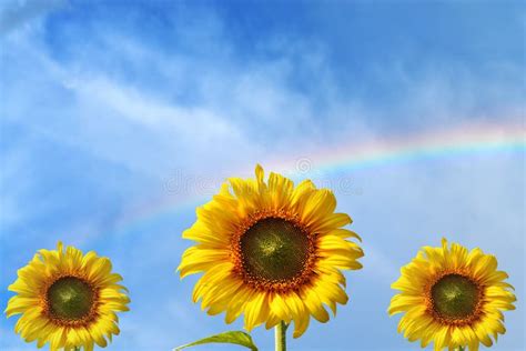 Landscape With Sunflowers And Rainbow Stock Image Image Of Eden