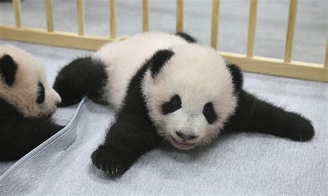 Newborn Twin Cubs Of Giant Panda To Meet Visitors In Japan Lucky Ones