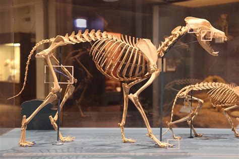 How Mammals Complex “frankensteins Monster” Backbones Evolved