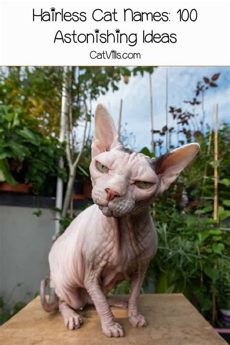 Hairless Cat Names 100 Astonishing Ideas For Males And Females In 2021