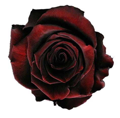 Rose Black Baccara Cut Roses Flower Suppliers Wholesale Flowers Direct