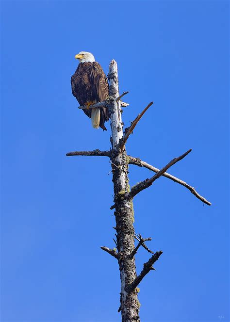 Coastal Bald Eagle Photograph By Greg Norrell Fine Art America