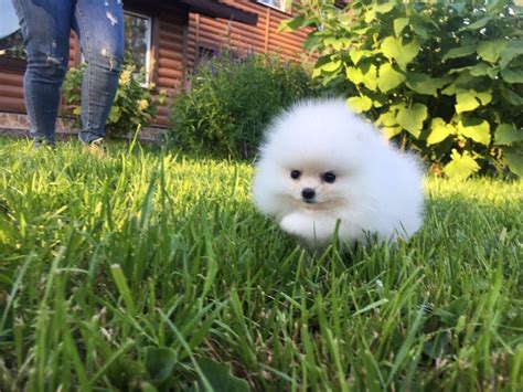 On wuuff all the puppies for sale are raised by experienced breeders who are focused on the three pillars of quality, health and love for their dogs. Pomeranian Puppies Sale | Charlotte, NC #7462 | Hoobly.US