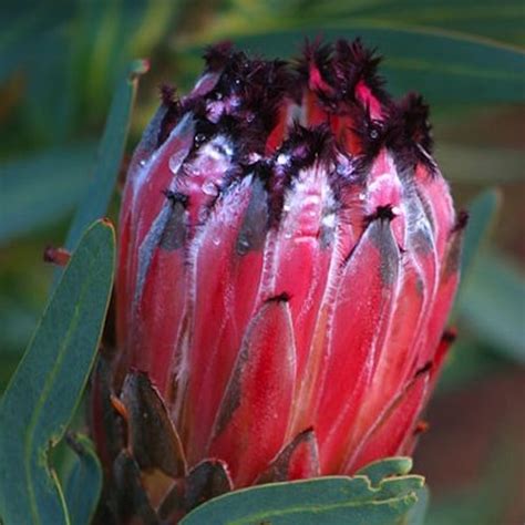 Buy at the nursery …or buy online. Growing proteas - GardenDrum