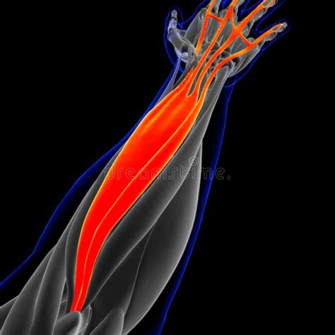 Extensor Digitorum Muscle Anatomy For Medical Concept D Illustration