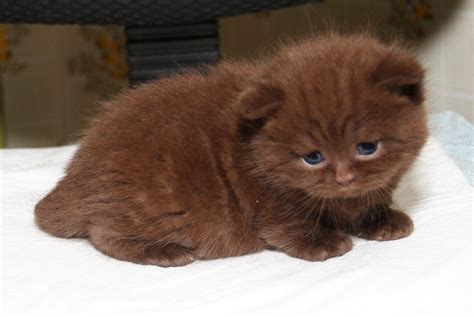 Cute Little Animals Cute Funny Animals Kittens Cutest Brown Kitten