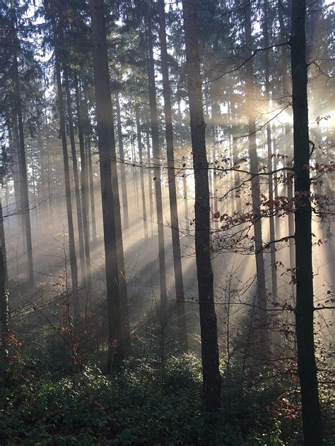 Forest Rays Sun Trees Fog Hd Phone Wallpaper Peakpx