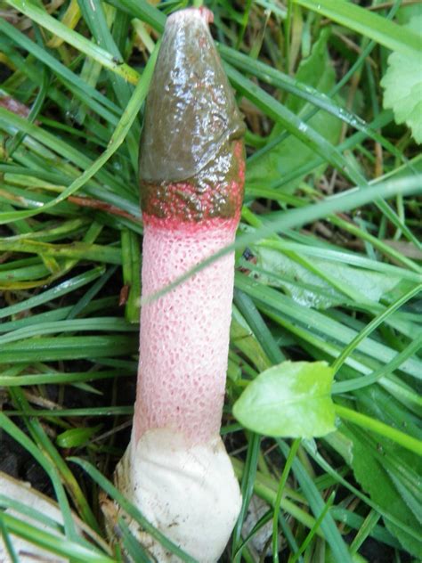 Is this an alien mushroom species? - Mushroom Hunting and gambar png
