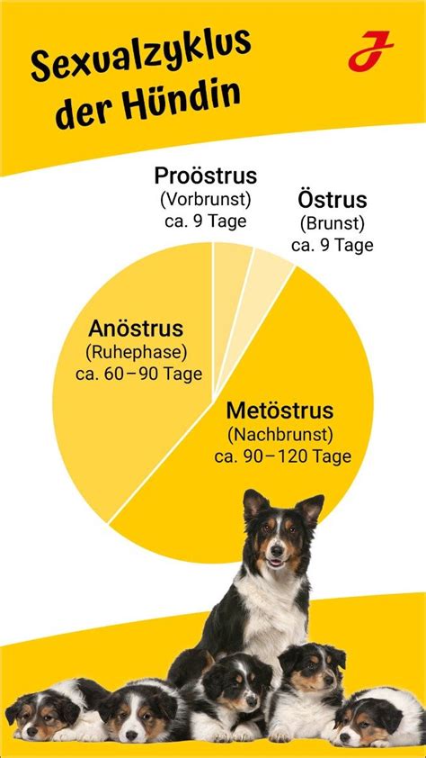 läufigkeit bei der hündin anzeichen dauer verhalten