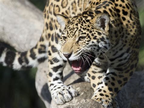Wallpaper Jaguars Big Cats Roar Animals 2560x1920