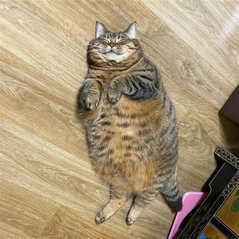 Hilarious Chunky Cat Named Manggo Will Steal Your Heart Barnorama