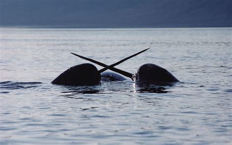Narwhals Are Helping Nasa Understand Melting Ice And Rising Seas
