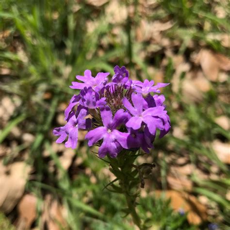 Purple flowers in east texas. Texas Hill Country Wildflower Identification Guide