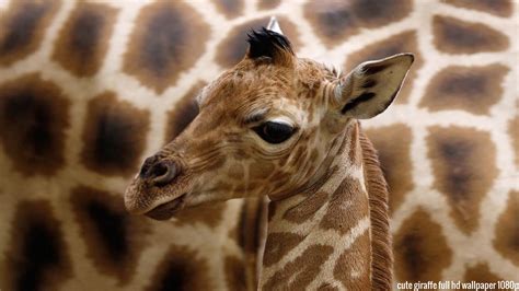 Baby Giraffe Wallpapers Top Free Baby Giraffe Backgrounds